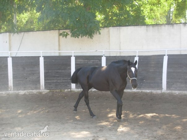 YEGUA NEGRA CON ESTRELLA CDE 11 AÑOS in 