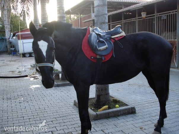 Caballo de Deporte Español (CDE) {TYPE}