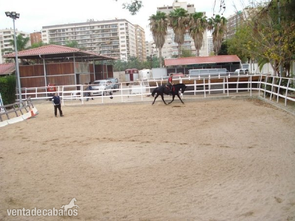 Yeguas Caballo de Deporte Español (CDE) - YEGUA NEGRA CON ESTRELLA CDE 11 AÑOS