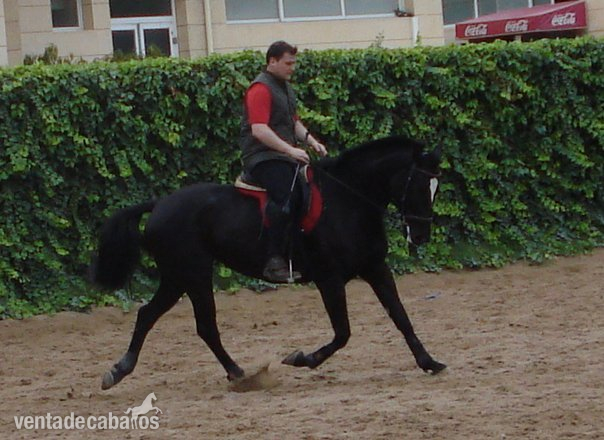 YEGUA NEGRA CON ESTRELLA CDE 11 AÑOS - Yeguas Caballo de Deporte Español (CDE)
