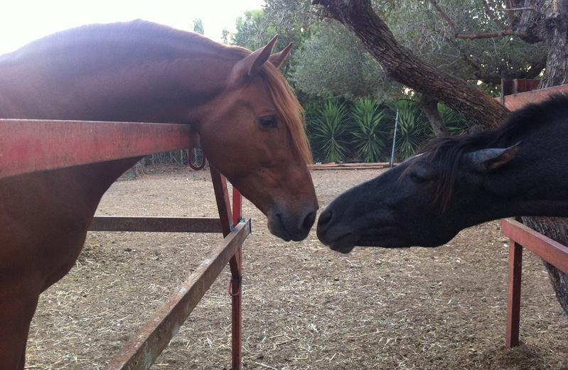 Andaluz