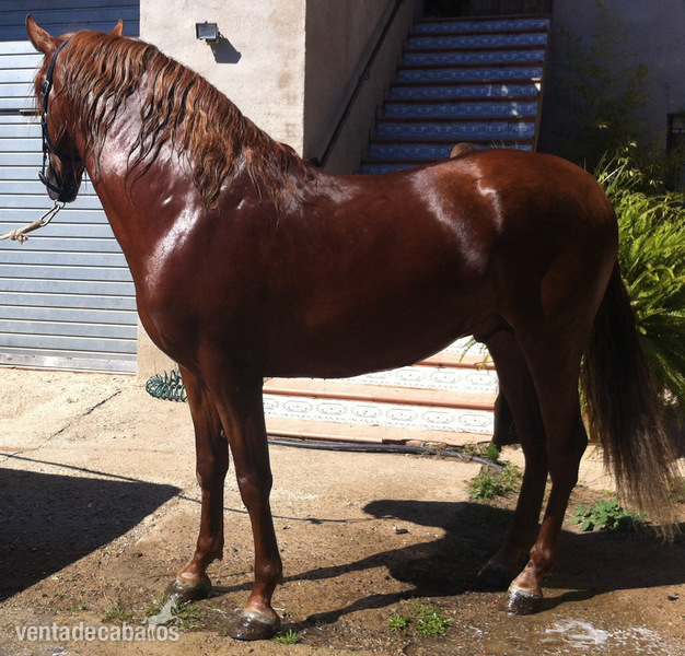 Andaluz {TYPE}