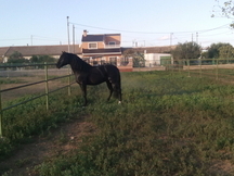 SEMENTAL PRE NEGRO