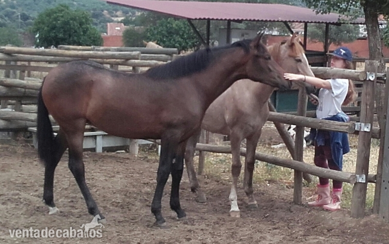 Caballo Hispano Árabe Hispanoárabes - Venta de dos potras Hispanoárabes