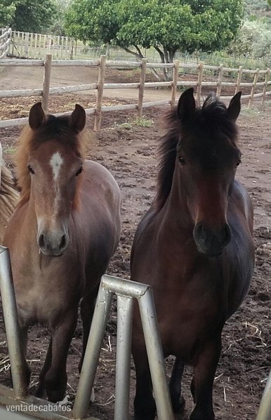 Venta de dos potras Hispanoárabes - Caballo Hispano Árabe Hispanoárabes