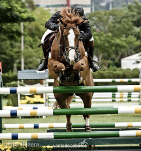 PONY D CAMPEON DE SALTO in 