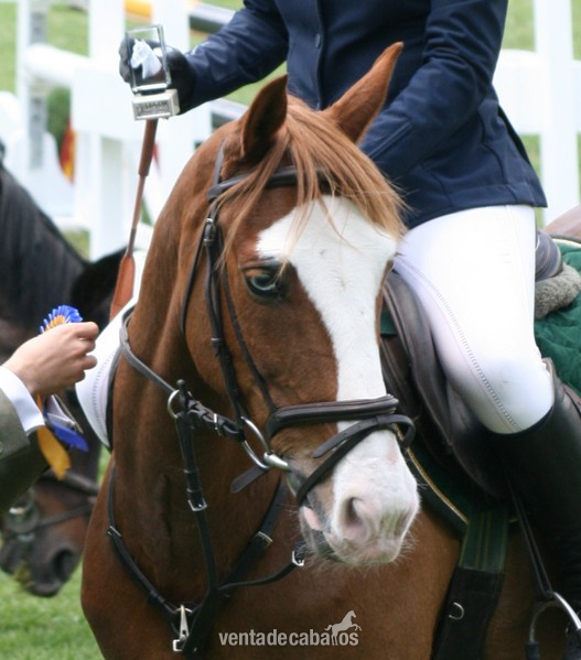 Poni de Competicion / Deporte