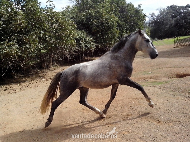 MUY ECONOMICO!! Vendo potro pre de 4 años. Sevilla in 