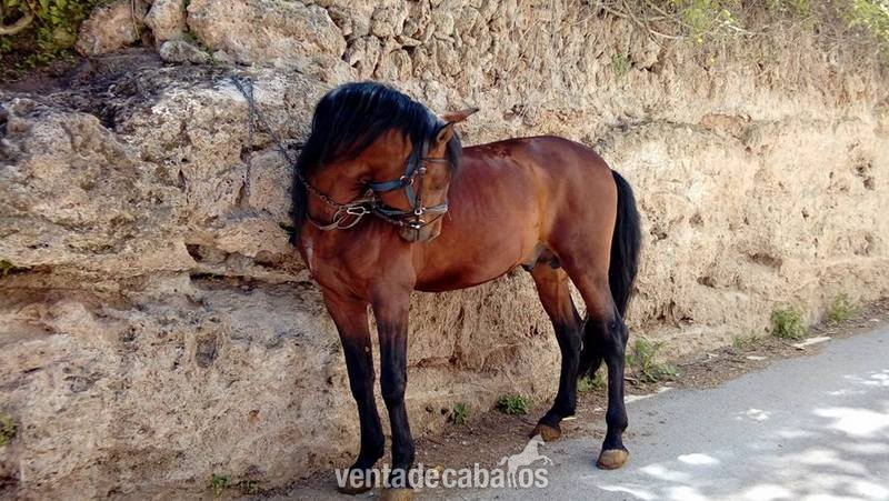Caballo P.R.E de la Yeguada Riba  in 