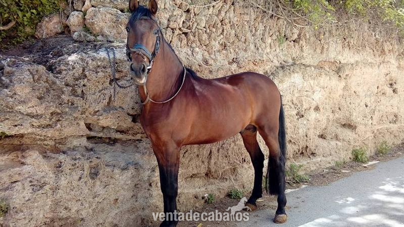 Caballo P.R.E de la Yeguada Riba  - Caballos Pura Raza Española (P.R.E.) in 
