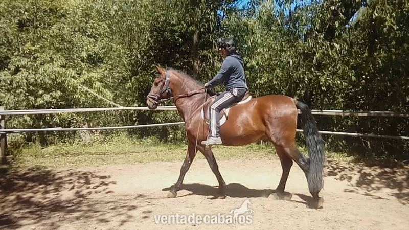 Caballos Pura Raza Española (P.R.E.) Pura Raza Española - Caballo P.R.E de la Yeguada Riba 