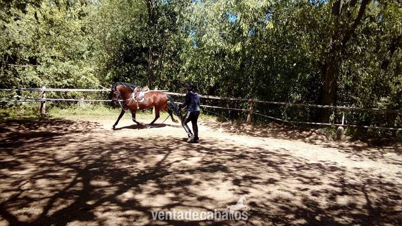 Caballo P.R.E de la Yeguada Riba  - Caballos Pura Raza Española (P.R.E.) Pura Raza Española