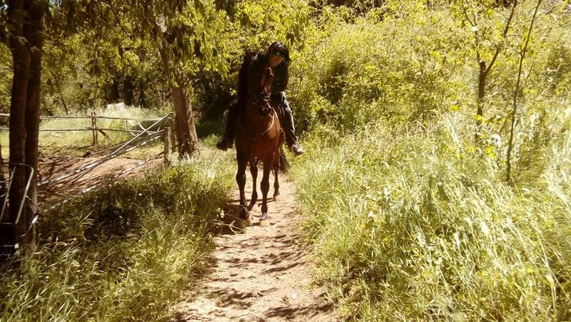 Caballo P.R.E de la Yeguada Riba  - Pura Raza Española