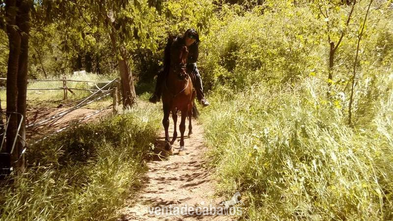 Caballo P.R.E de la Yeguada Riba  - Pura Raza Española