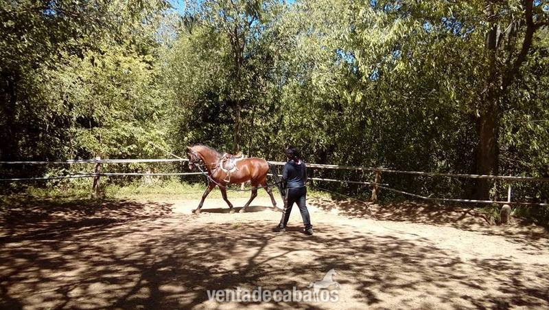 Caballo P.R.E de la Yeguada Riba  - Caballos Pura Raza Española (P.R.E.)