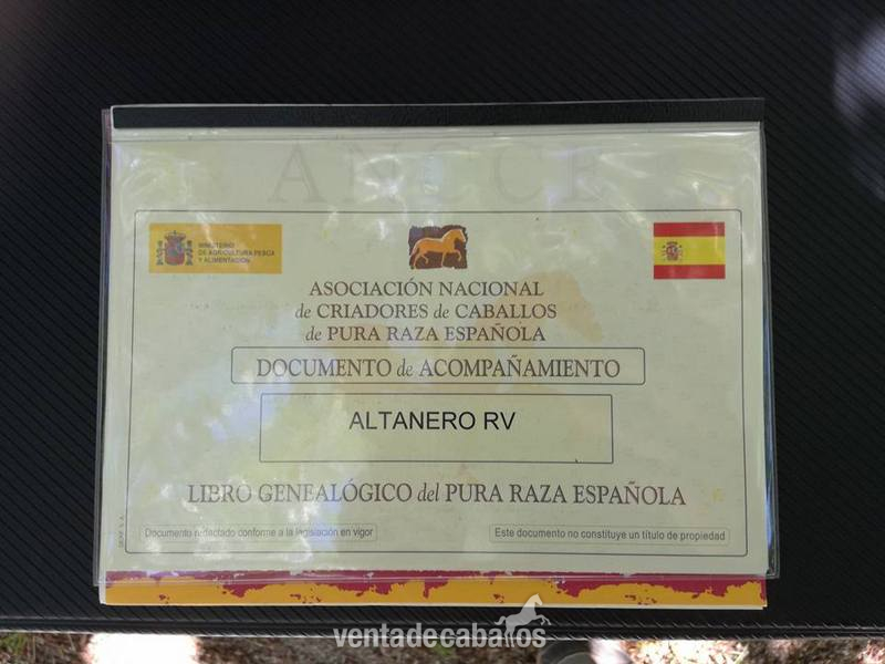  Caballo P.R.E de la Yeguada Riba 