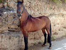 Caballo P.R.E de la Yeguada Riba