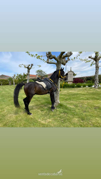 Caballo pra entero in 