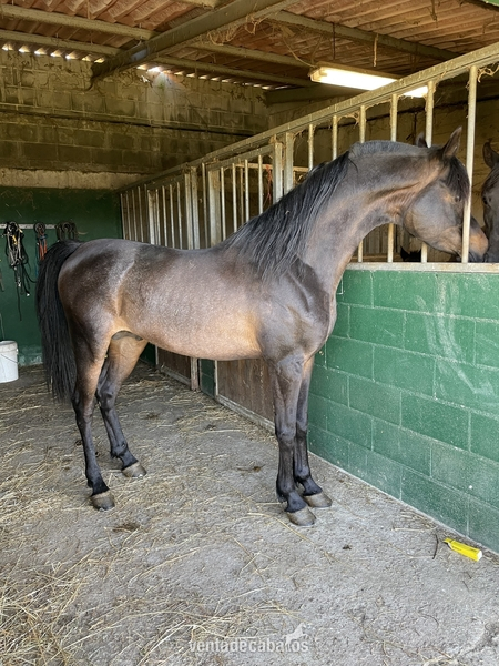 Caballos Árabes Pra - Caballo pra entero