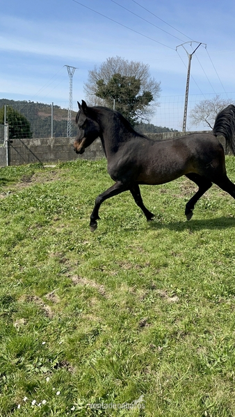 Caballo pra entero - Caballos Árabes Pra