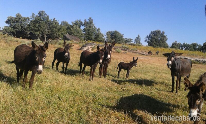 BURR@S ZAMORANOS LEONESES  in 