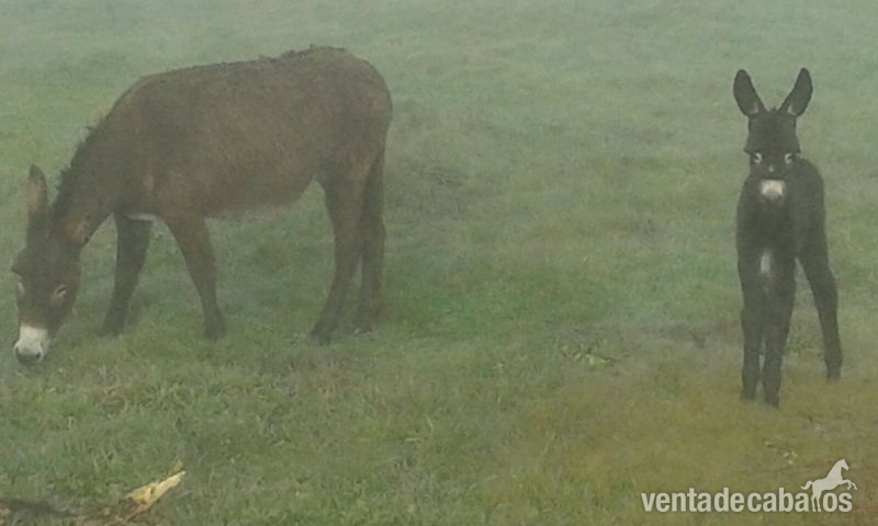 Burros Zamorano Leones - BURR@S ZAMORANOS LEONESES 