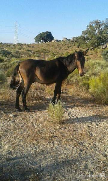 BURR@S ZAMORANOS LEONESES  - Zamorano Leones