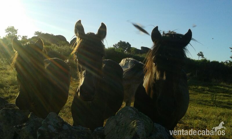 BURR@S ZAMORANOS LEONESES  - Burros