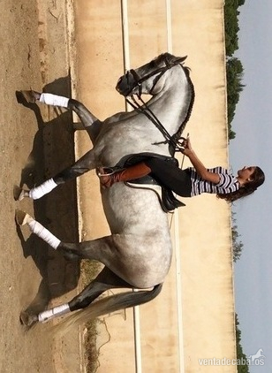 Venta de caballos  in 