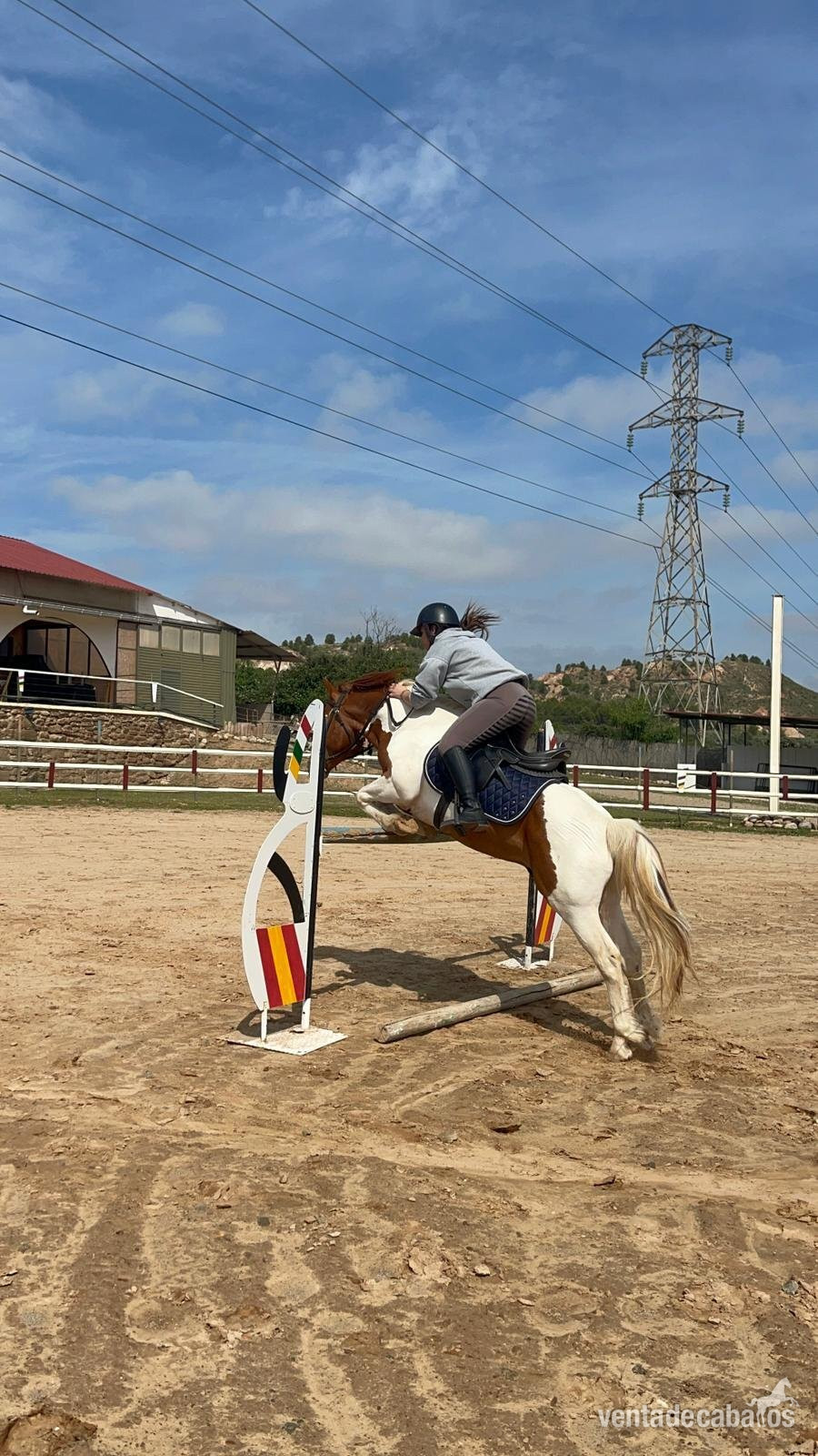 Pony C pinto de salto in 