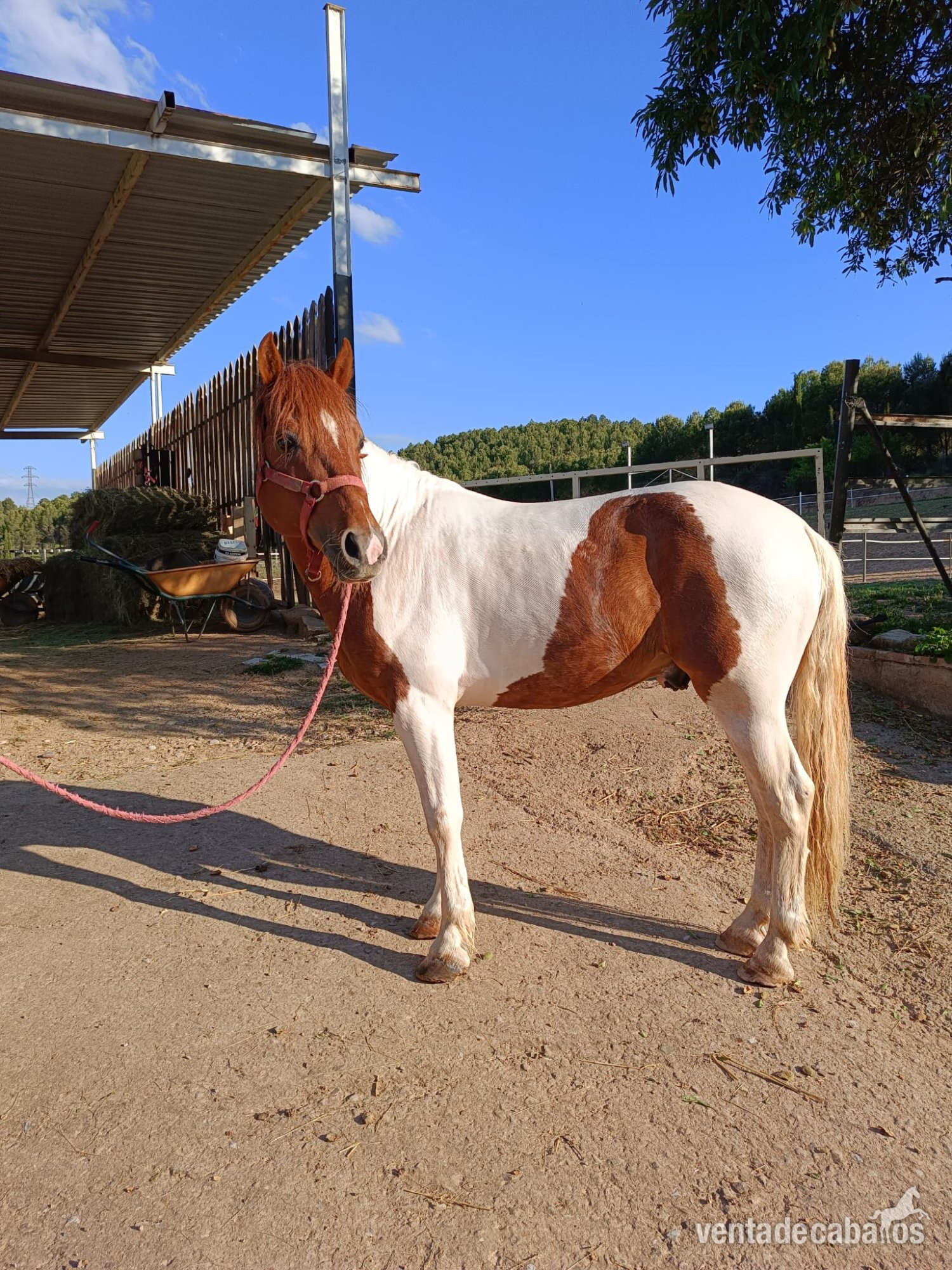 Ponis Pony Club EMPTY - Pony C pinto de salto