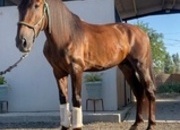 Caballo PRE 4 años