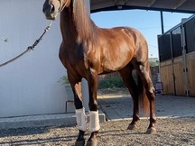 Caballo PRE 4 años