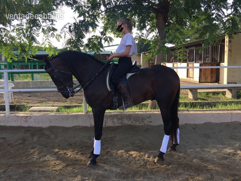 Venta de caballo in 