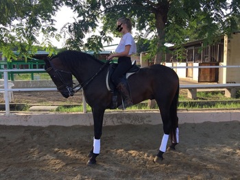 Venta de caballo