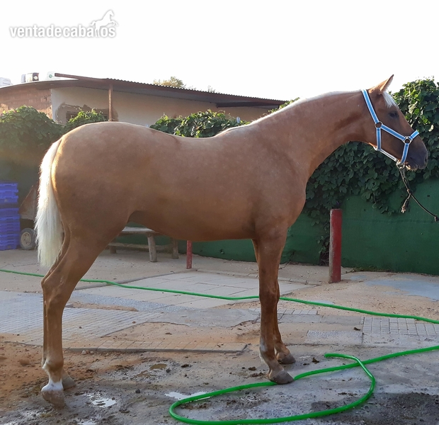 Hispano-Arabe