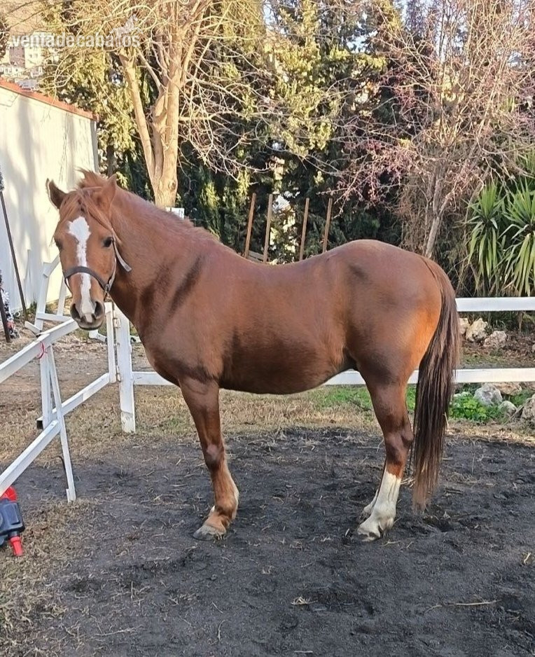 Poni B hispano árabe 134cm  in 