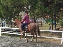 Poni B hispano árabe 134cm 