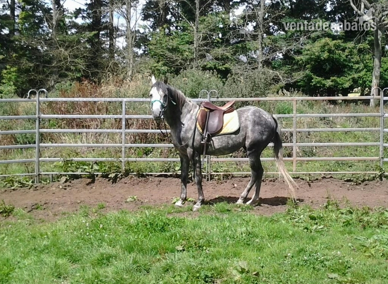 vendo caballo árabe in 