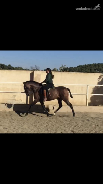 Venta de caballo in 