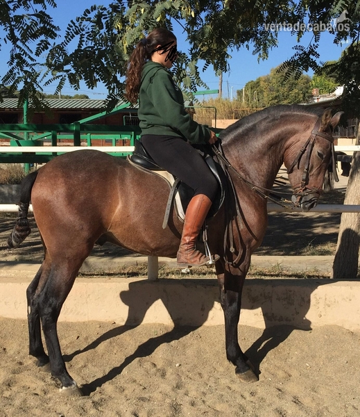 Hispano-Arabe