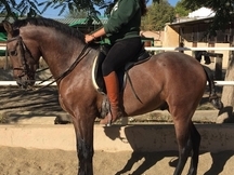 Venta de caballo