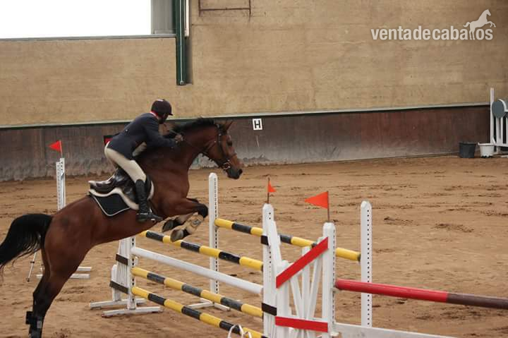 Yeguas KWPN - Se vende yegua de salto