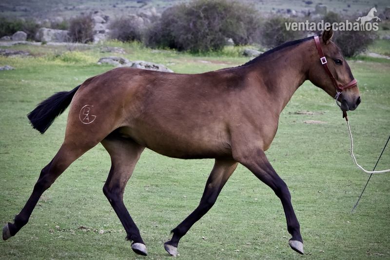 VENTA POTRA LUSITANA PSL  in 