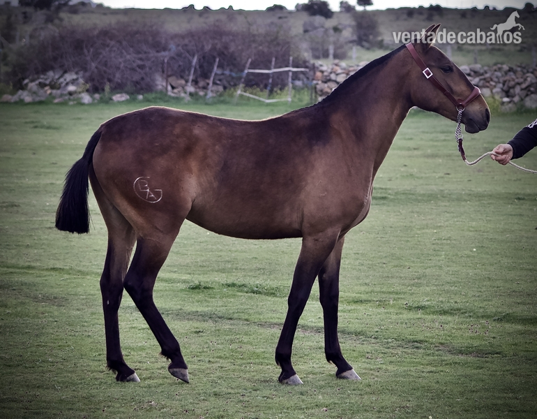 Lusitano