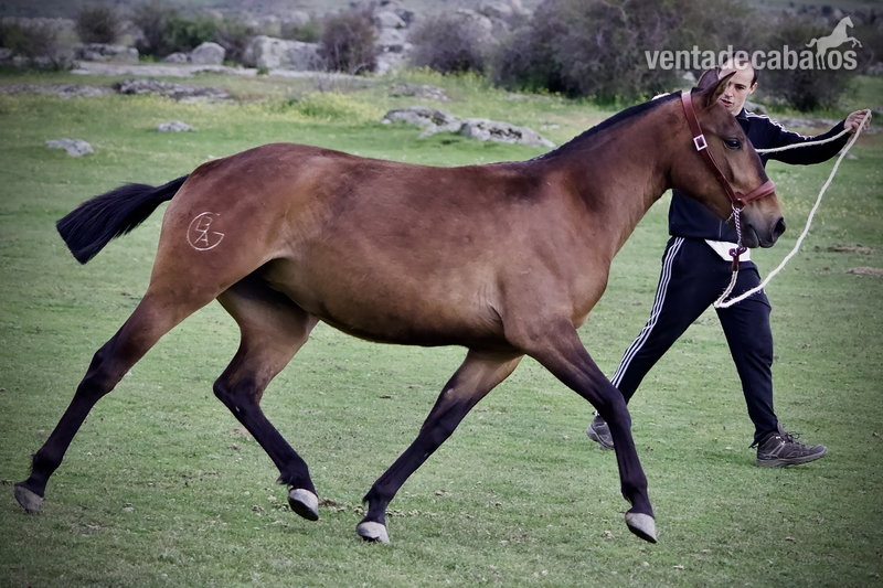 Lusitano {TYPE}