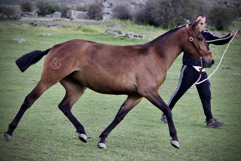 Lusitano {TYPE}