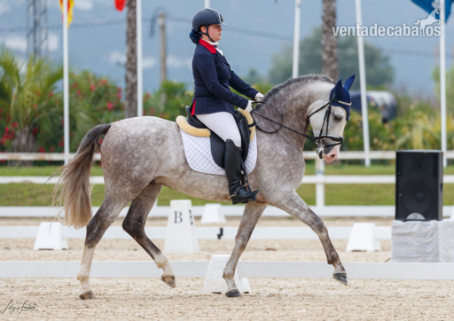 Vendo caballo PRE in 