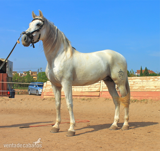 Caballo Español entero con carta in 
