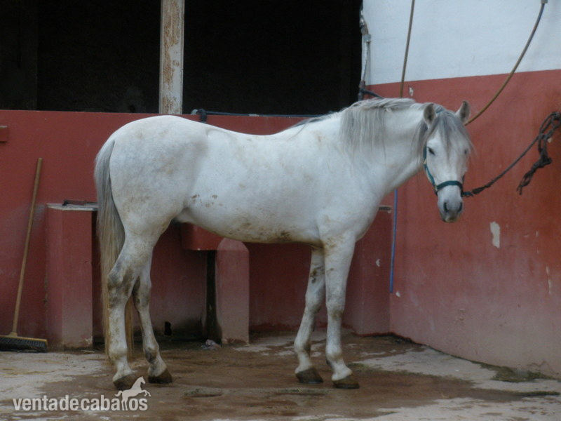 Caballos Enteros Pura Raza Española - Caballo Español entero con carta